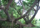 St. Croix